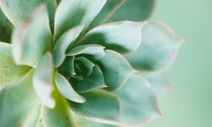color-inspiration-fresh-mint