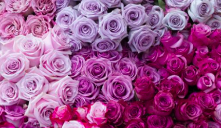 color-inspiration-orchid-haze