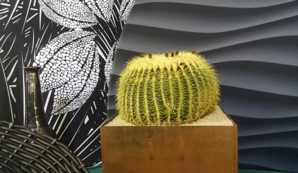 flowerista-my-plant-and-garden